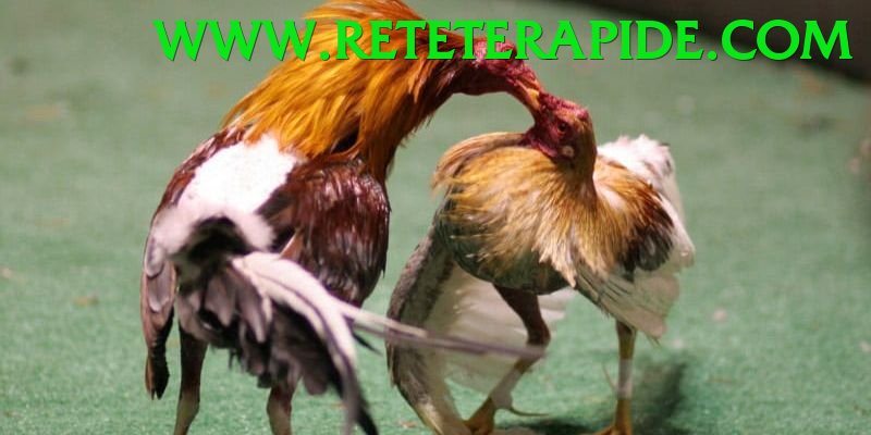 Đá Gà Trực Tiếp - Trải nghiệm tuyệt vời