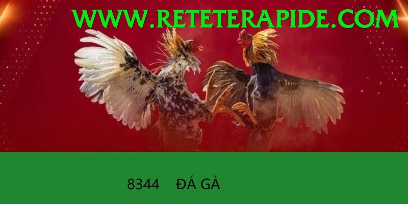 Đá Gà Trực Tiếp - Ưu đãi đặc biệt